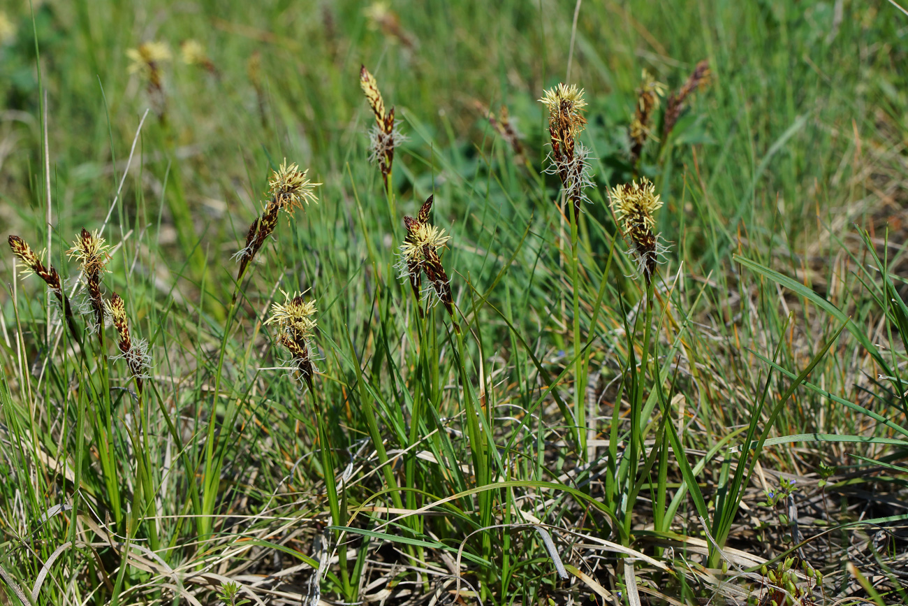 Изображение особи род Carex.