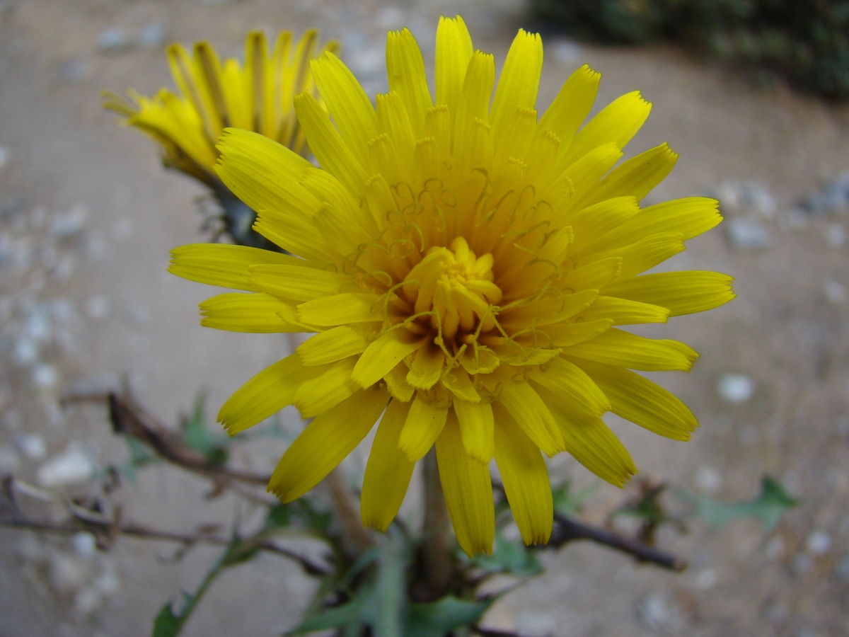 Изображение особи Taraxacum turcomanicum.