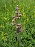 Phlomoides tuberosa. Верхушка цветущего растения. Украина, Ивано-Франковская обл., Галичский р-н, окр. с. Бовшев, Касова гора, луговой склон. 24 июня 2010 г.