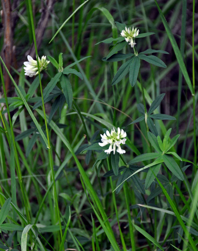 Изображение особи Trifolium lupinaster var. albiflorum.