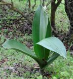 Himantoglossum robertianum