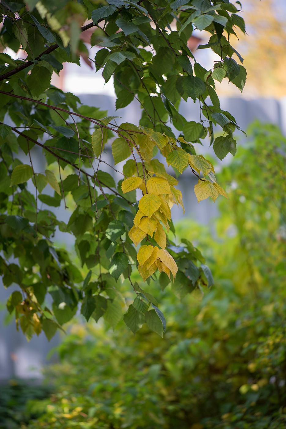 Изображение особи Betula ermanii.