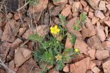 Potentilla orientalis