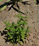 Melandrium latifolium