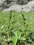 Gentiana macrophylla. Цветущее растение. Алтай, 24 км СЗЗ с. Акташ, долина р. Чуя, лугово-степной склон. 6 июля 2019 г.