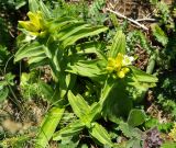 Gentiana cruciata. Зацветающее растение (белоцветковая форма). Горный Крым, Главная гряда, Ай-Петринская яйла, разнотравный луг. 07.08.2019.