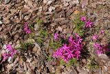 Phlox subulata