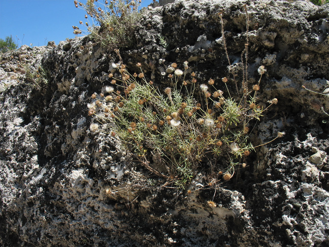 Изображение особи Phagnalon rupestre ssp. graecum.