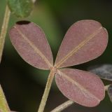 род Oxalis