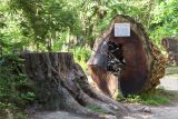 род Sequoia. Пень и часть ствола дерева, поражённого молнией в возрасте 180 лет. Абхазия, г. Сухум, Сухумский ботанический сад. 14.05.2021.
