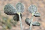 Astragalus brachyrachis