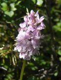 Dactylorhiza fuchsii. Соцветие. Республика Алтай, Кош-Агачский р-н, Северо-Чуйский хр., верховье р. Актру, ≈ 2160 м н.у.м., сырой берег ручья. 09.07.2017.