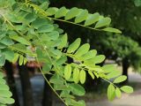 Robinia pseudoacacia