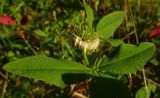 genus Trifolium. Верхушка цветущего растения. Московская обл., ГО Подольск, луг. 05.09.2023.