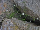 Minuartia pseudohybrida