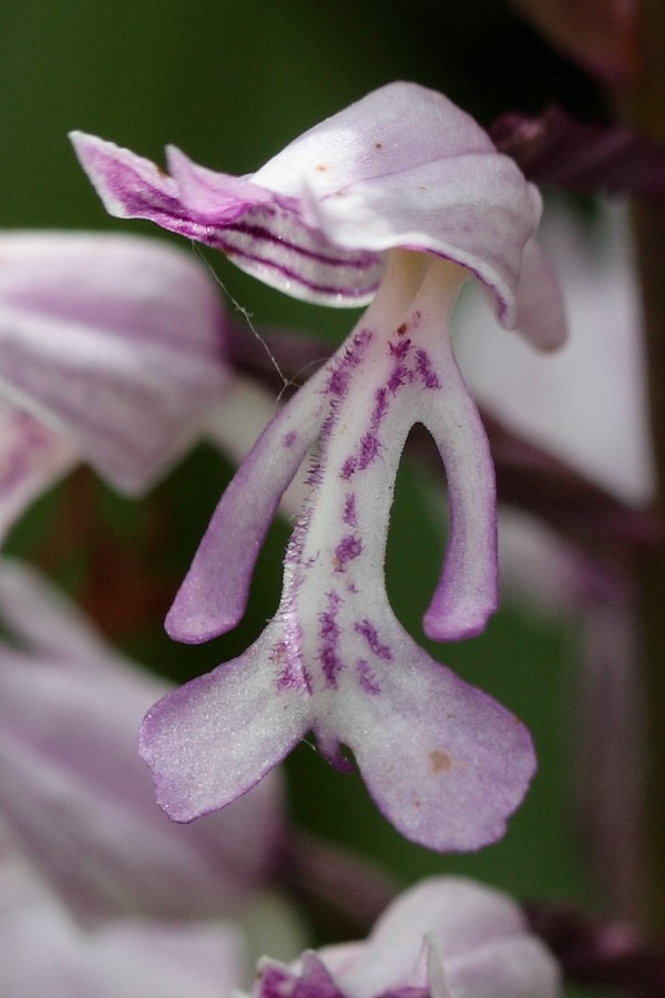 Изображение особи Orchis militaris.