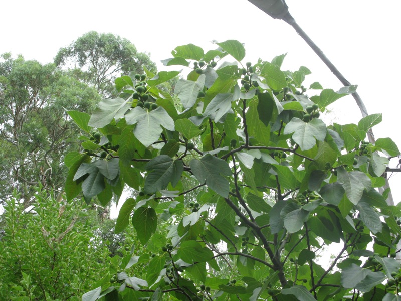 Изображение особи Ficus carica.