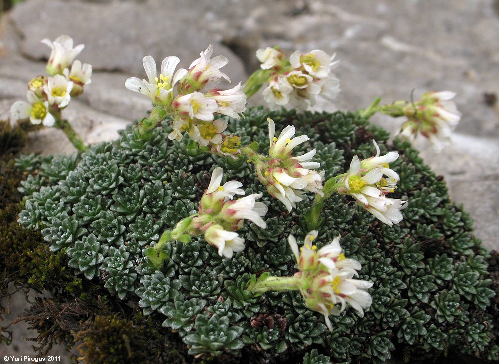 Изображение особи Saxifraga alberti.