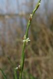 Polygonum patulum