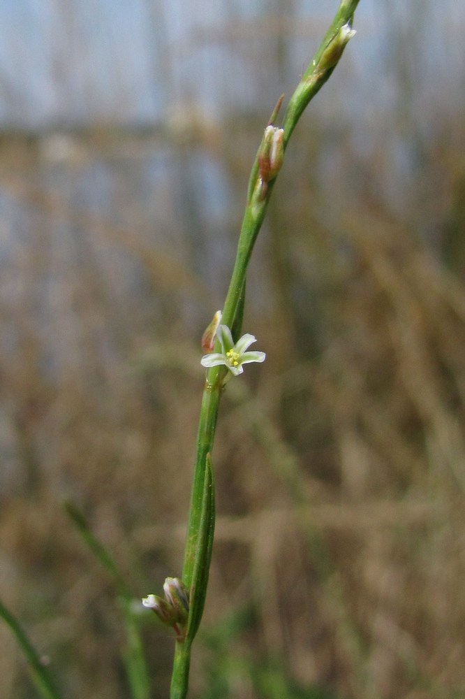 Изображение особи Polygonum patulum.