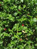 Aptenia × vascosilvae. Цветущие побеги ('Red Apple'). Испания, Каталония, провинция Girona, Costa Brava, Blanes, одичавшее. 27 октября 2008 г.