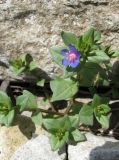 Anagallis arvensis. Цветущее растение. Крым, Ялта, Грузпорт. 29 мая 2012 г.