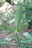 Althaea narbonensis