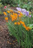 Crocosmia &times; crocosmiiflora