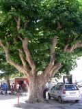род Platanus. Взрослое дерево. Португалия, Обидуш. 16.07.2012.