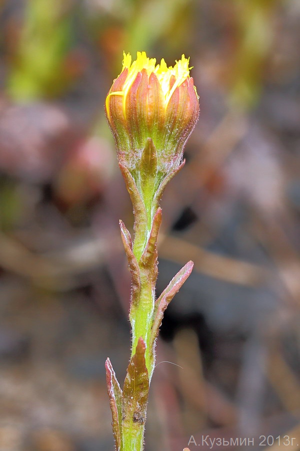 Image of Tussilago farfara specimen.