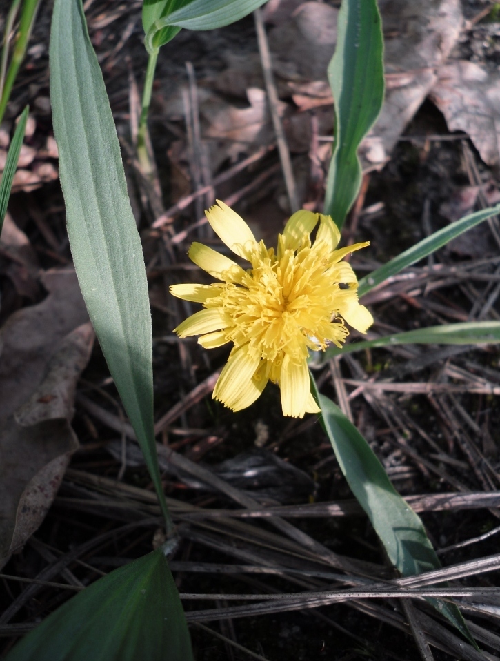 Изображение особи Scorzonera humilis.