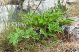 Heracleum sibiricum. Молодое растение. Карелия, Лоухский р-н, окр. пос. Чкаловский, берег Белого моря. 16.06.2013.