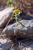 Inula britannica