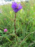 Campanula glomerata