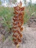 Orobanche coerulescens