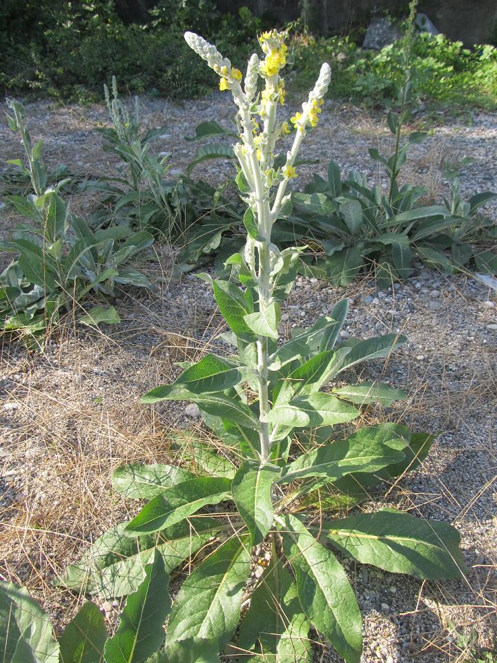 Изображение особи Verbascum gnaphalodes.