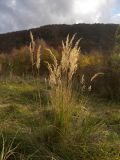 Calamagrostis epigeios