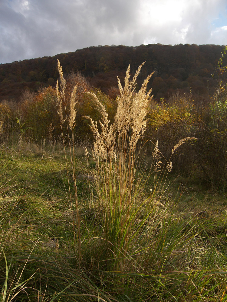 Изображение особи Calamagrostis epigeios.