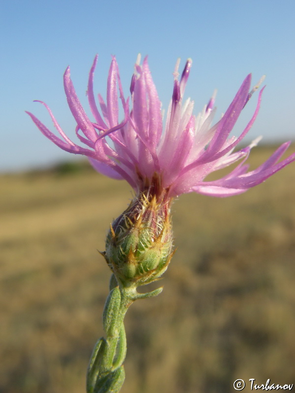 Изображение особи Centaurea caprina.