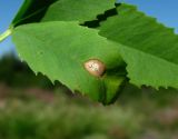 Melilotus albus