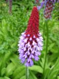 Primula vialii