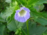 Nicandra physalodes