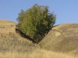 Betula pendula