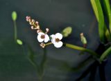 Sagittaria sagittifolia. Соцветие. Московская обл., Шатурский р-н, окр. пос. Туголесский Бор, озеро Свиношное. 07.08.2014.