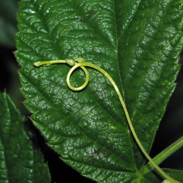 Изображение особи Cuscuta europaea.