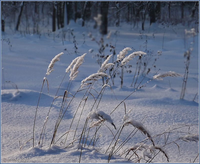 Изображение особи Calamagrostis epigeios.