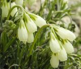 Onosma tanaitica