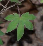 genus Gossypium