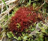 род Bryum