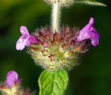 Clinopodium vulgare